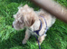 Urgent!! LAST PUP Fully vaccinated Cockapoo x Jack Russell