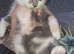 Fluffy grey female kitten