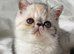 Gorgeous GCCF registered kittens from Champions parents