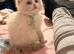 Ragdoll Kitten, 1 fluffy blue bicolour boy ready now