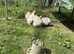 Chicks