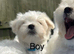 Maltese hypoallergenic puppies -3 boys available