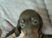 Miniature Dachshund puppies for sale