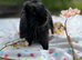 Mini lop female
