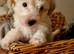 Maltipoo's 1 boy 1 girl left, rare coloured faces