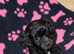Beautiful cockapoo puppies