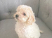 Female toy poodle