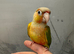 2 hand reared baby conure parrots available now
