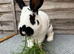 English Spot Rabbits for sale!