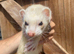 3 Jill ferrets 3 years old
