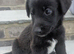 Stunning German Shepherd X Puppies