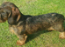 Standard wirehaired dachshund