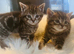 Gorgeous litter of Ragdoll Bengal kittens ready now for loving homes