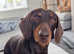 Gorgeous Male Dachshund For Stud