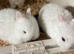BEW Netherland dwarfs