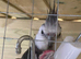 2 Year Old Male White Faced Cockatiel