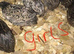 SEXED QUAILS/CHINESE PAINTED BUTTONS!