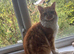 Lovely Ginger male - looking for his forever home