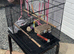 Large black birdcage
