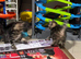 One female kitten left