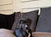 Beautiful Rhodesian Ridgeback x Bull Lurcher Puppies - Only 4 Left!