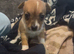 beautiful jack Russell puppies