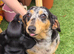 Beautiful mini dachshund