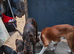 Boxer pups