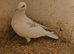 Lambretch cock bird