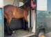 Registered Welsh filly to make 15hh
