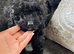 Cockapoo puppy