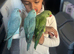 Quaker & Indian Ringneck&rsquo;s Parrot