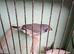 2 zebra hens for sale