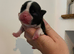 Exceptional Boston Terrier Pups – Outstanding Wildax & Skin Deep Bloodlines