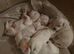 wonderful puppies
