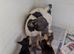 Beautiful pure Bred Jack Russell puppies.
