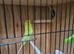 Bonded Budgie Pair For Sale