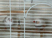 Zebra finch pair