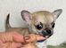 ️long and smooth coat chihuahuas ️