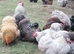 Day old chicks and older