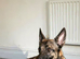 Bright person focused puppy