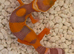 Baby leopard geckos