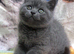Gorgeous BSH Blue kittens