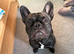 3 year old male frenchie