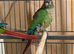 Conure