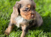 MERLE COCKER SPANIELS!!