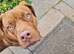 STILL AVAILABLE Cane corso cross doberman for sale