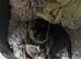 Black chug female 22 months old neutered for sale