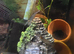 Neocardina Shrimp - full setup