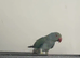 Indian Ringneck Rare Colour 5-6 Months Old